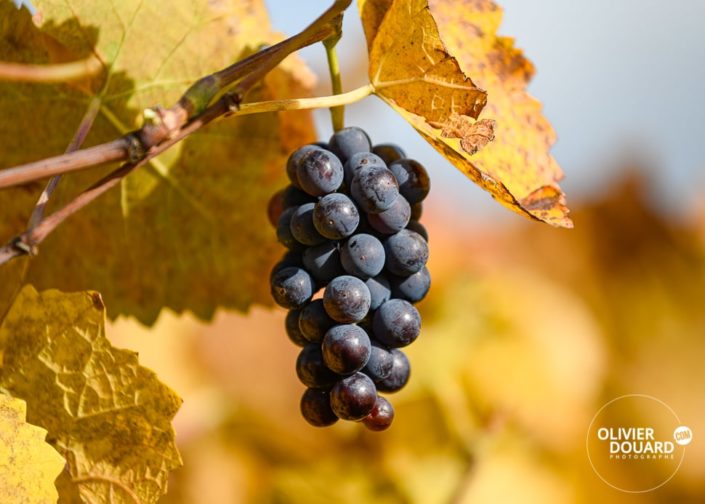 Montgueux Champagne vignes : Le vignoble de Montgueux à l'Automne