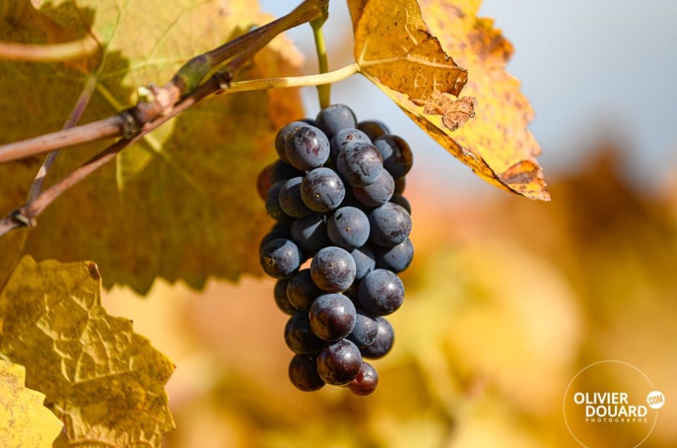 Montgueux Champagne vignes : Le vignoble de Montgueux à l'Automne