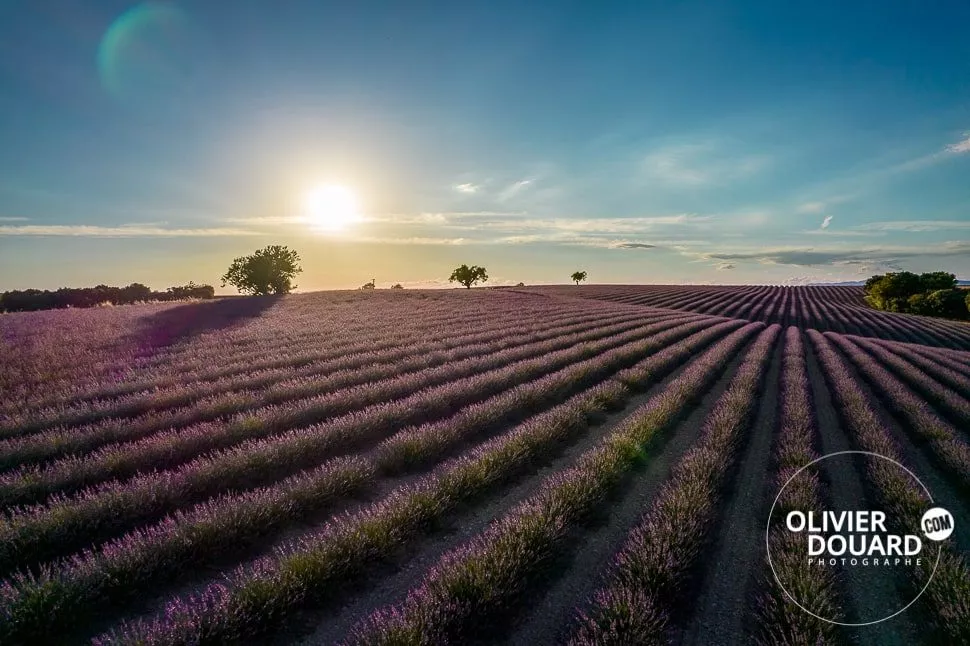 Champ de lavande sur les plateaux de Valensole