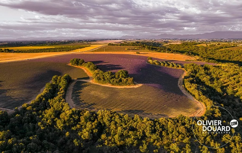 champ de lavande image drone
