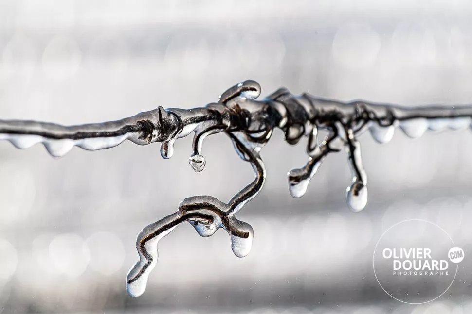 vrille de la vigne piégée dans la glace