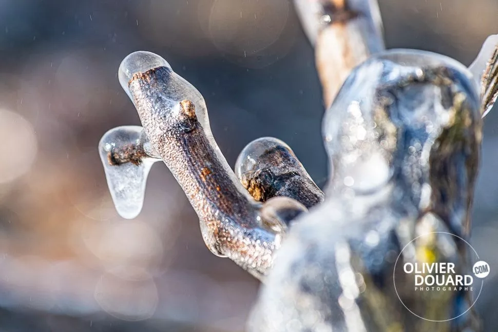 gel bourgeons vigne champagne