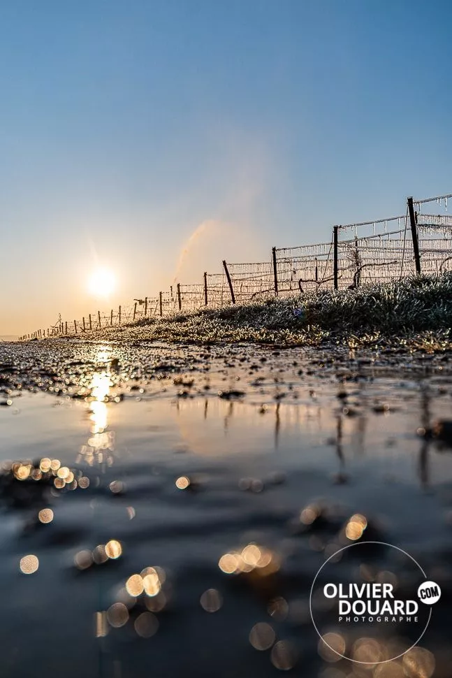 Vignes Celles sur Ource appellation champagne