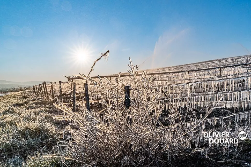vigne champenoise gel hiver