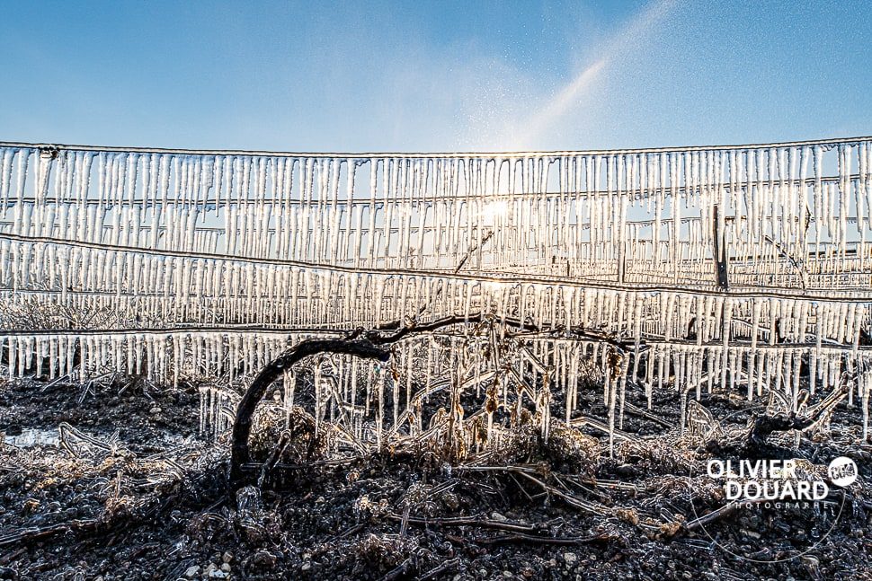 photographe Celles sur Ource vigne gelée