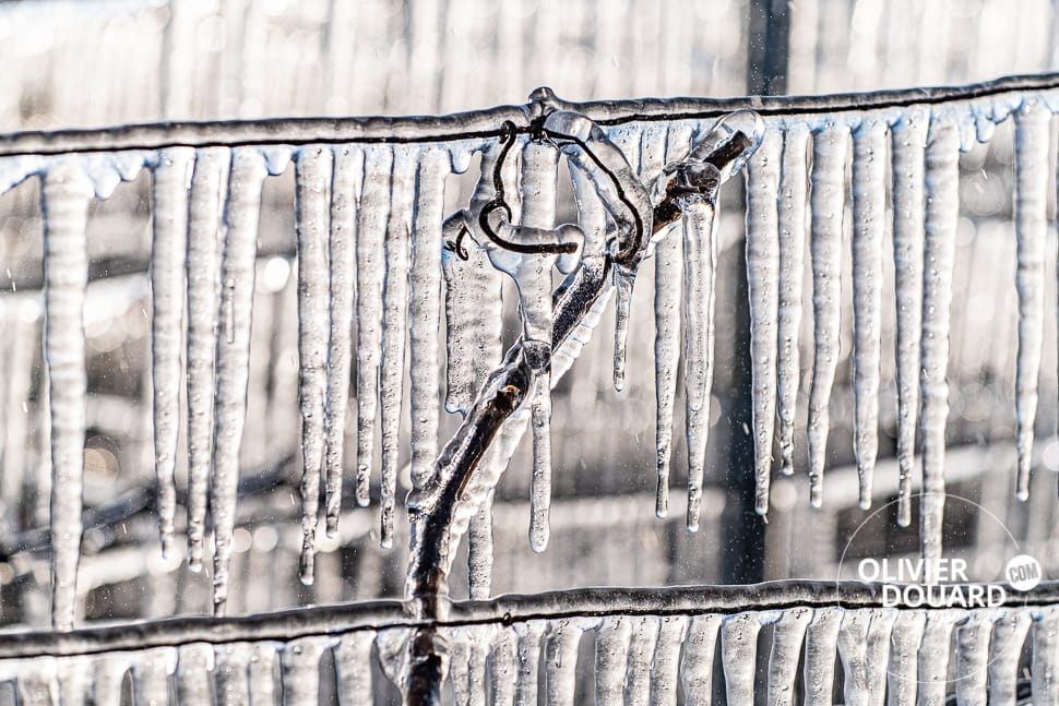glace sur le cep de vigne photographe Celles sur Ource