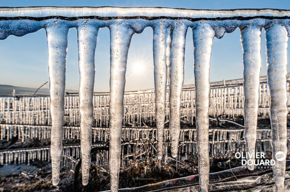 Celles sur Ource, photos des vignes avec l'aspersion pour protéger du gel