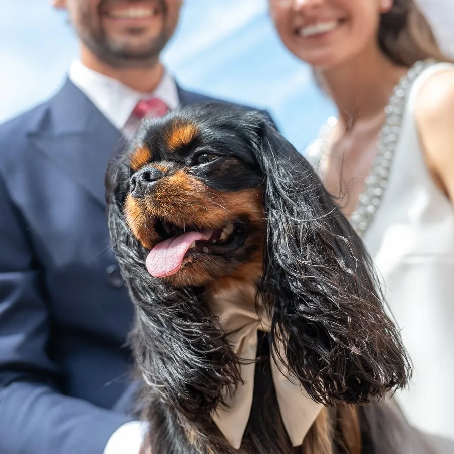 portrait artistiques des mariés avec leur chien